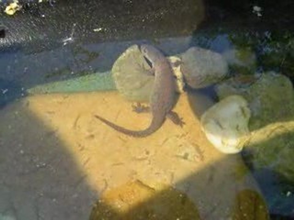 Bergmolch im Garten