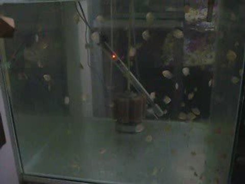 40 gunluk discus yavruları