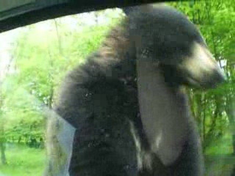 Parc de Thoiry - Ours grimpeur xD