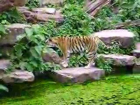 Les deux tigres au zoo à anvers