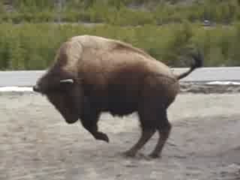 Bisons Yellowstone