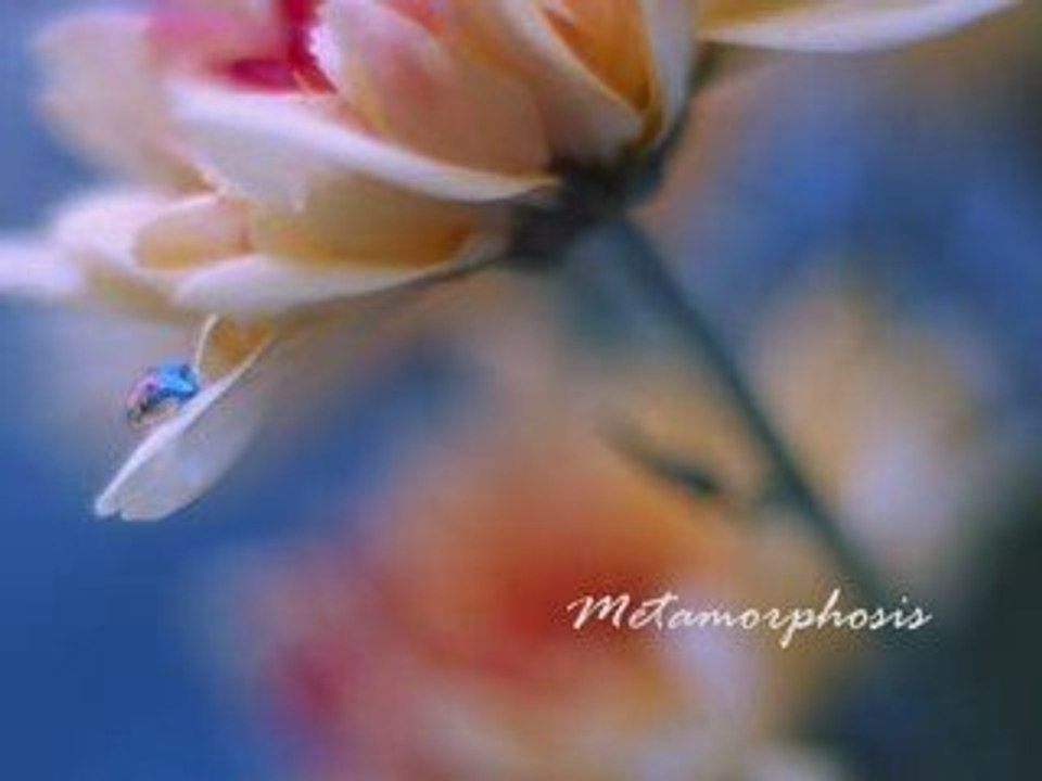 Vangelis & Vanessa Mae - Roxannes Veil