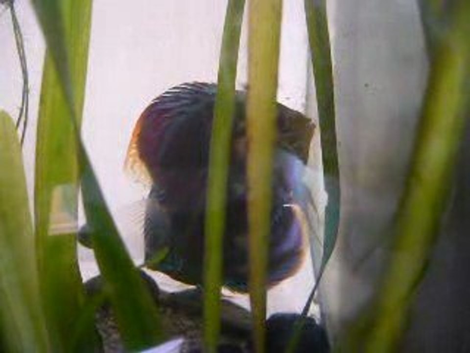 nage libre discus