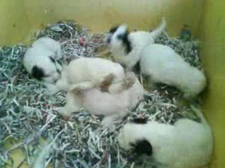 Chiots AZA et BLACK JACK à 1 mois