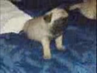 Denver le dernier dinosaure