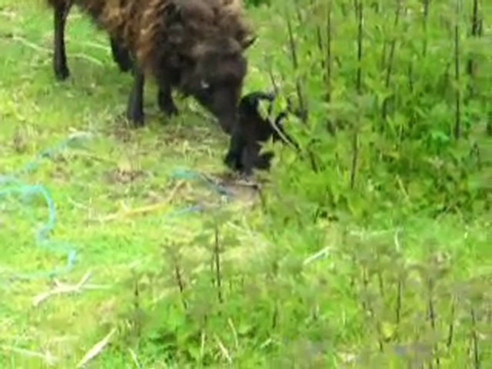 un nouveau petit mouton d'ouessant est né