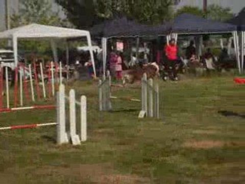 Concours d'agility Belleville-sur-Saône 1 mai 2009