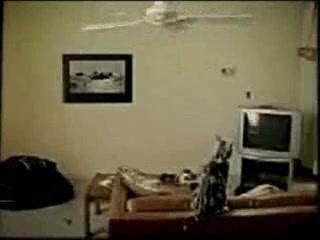 Chat ventilateur !!!