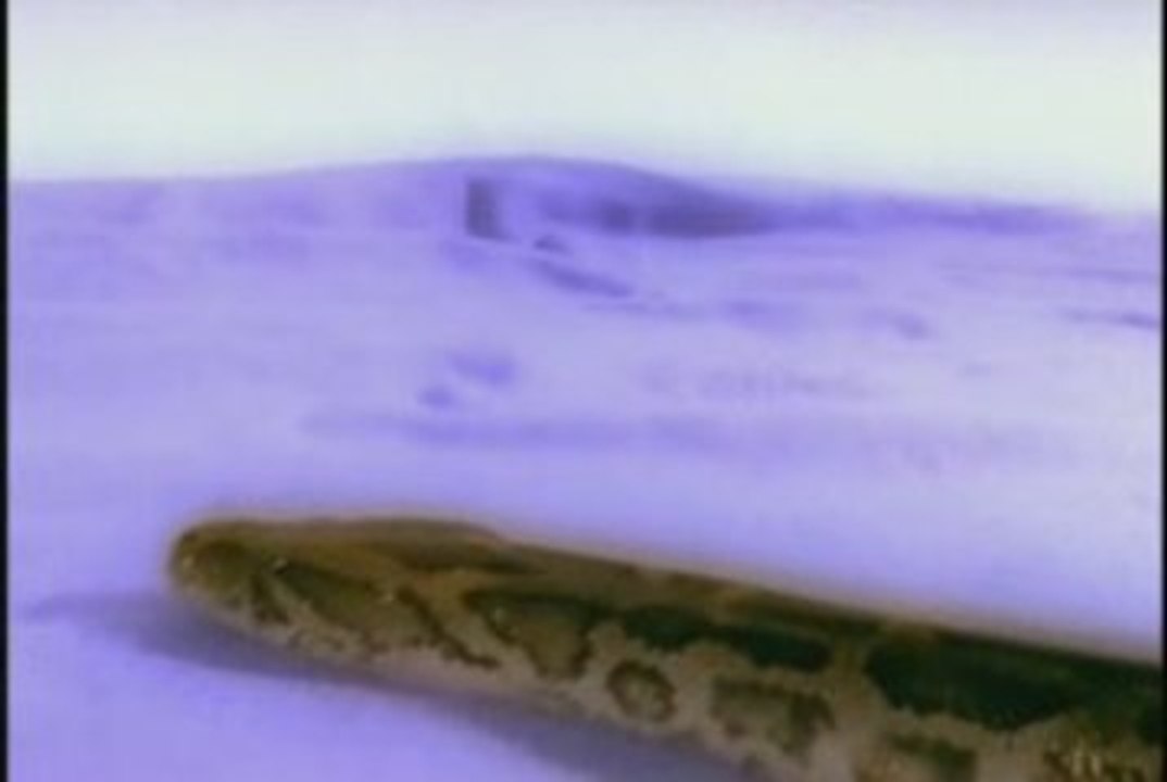 Phobias_01_BabySnake
