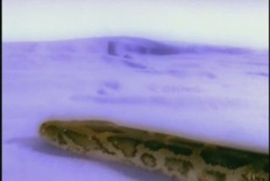 Phobias_01_BabySnake