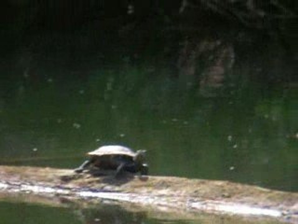 la tortue du costour