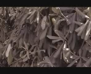 Juba- Google nbsp;Video2