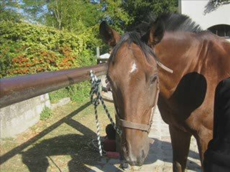 Video chevaux des fauvettes