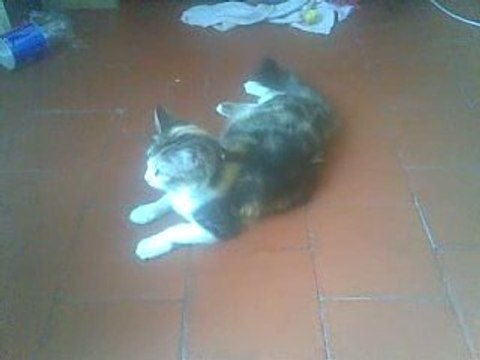 DESIRE ET TITI 30100