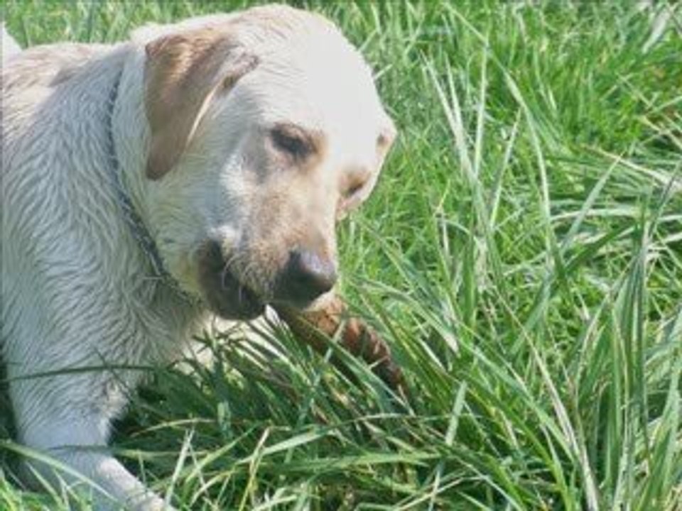 labradors