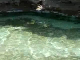 Lions de mer zoo ueno