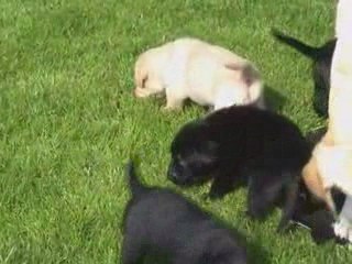 Kaly - Portée A - 02.05.2009 - Première sortie_1