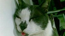 Cat got ur tongue? or not..
