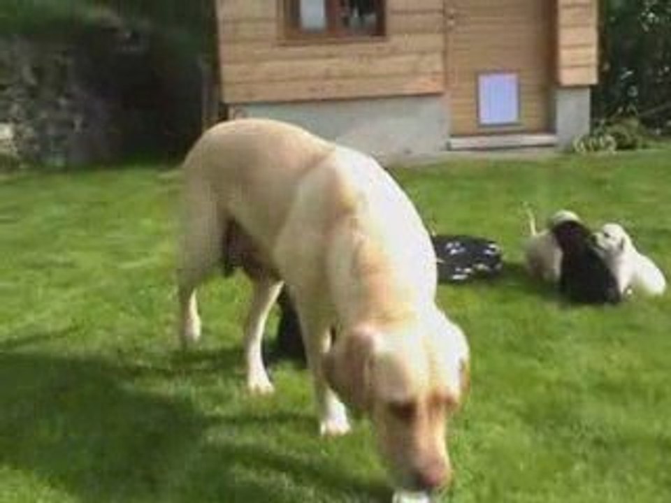 Kaly - Portée A - 02.05.2009 - Première sortie_2