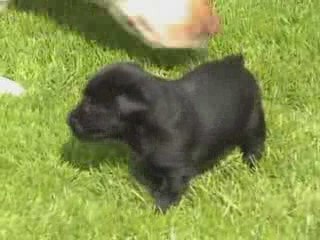 Kaly - Portée A - 02.05.2009 - Première sortie_3