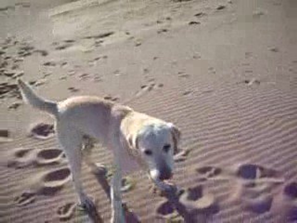 PONGO A LA MER