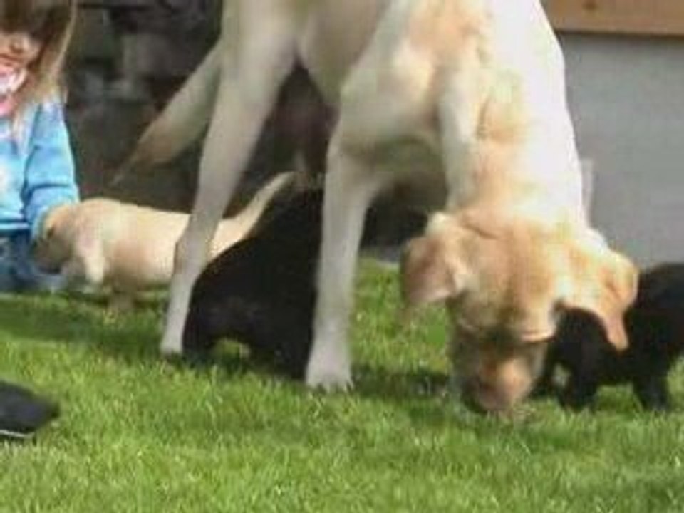 Kaly - Portée A - 02.05.2009 - Première sortie_4