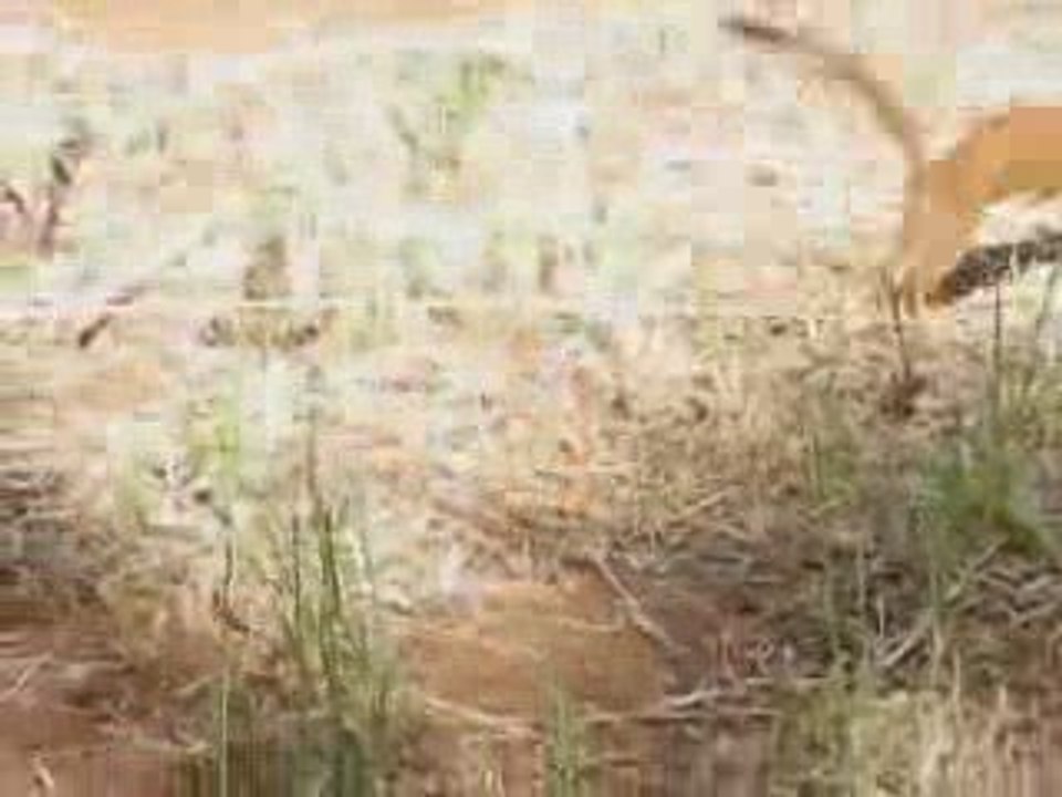 La belette à longue queue (Mustela frenata)