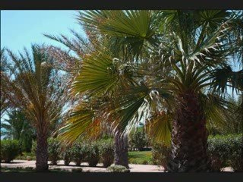 djerba mélia palm azur