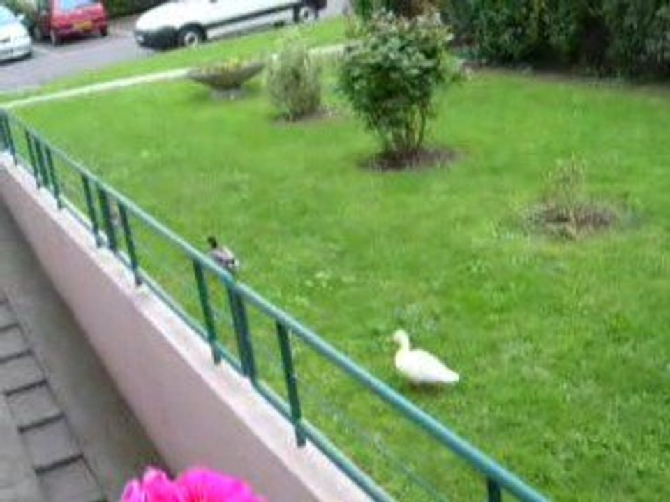 3 canards dans la résidence dimanche 3 mai 2009