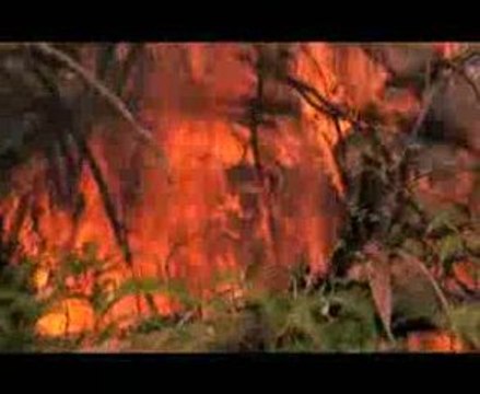 Video Dove et la déforestation - Greenpeace,