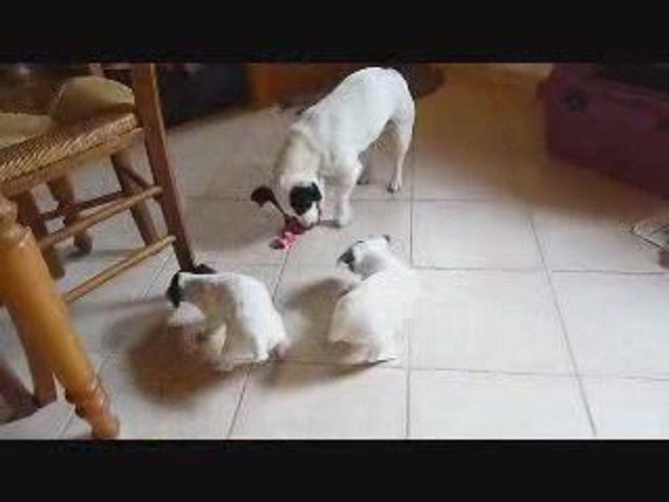 Les petites canailles