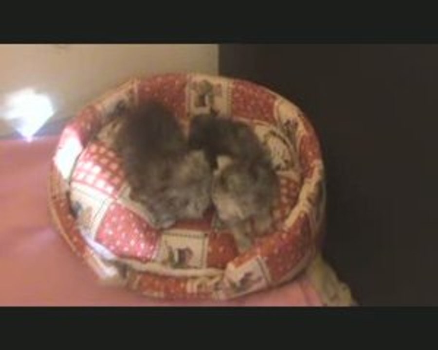 chaton persan chinchilla