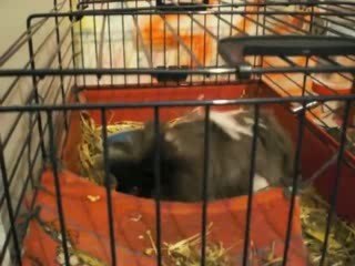 Monsieur truc Cochon d'inde d'amour