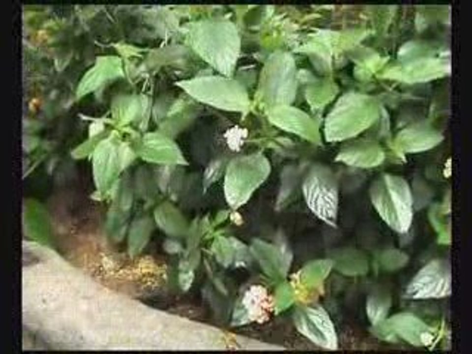 Costa Rica 2007 vidéo 1