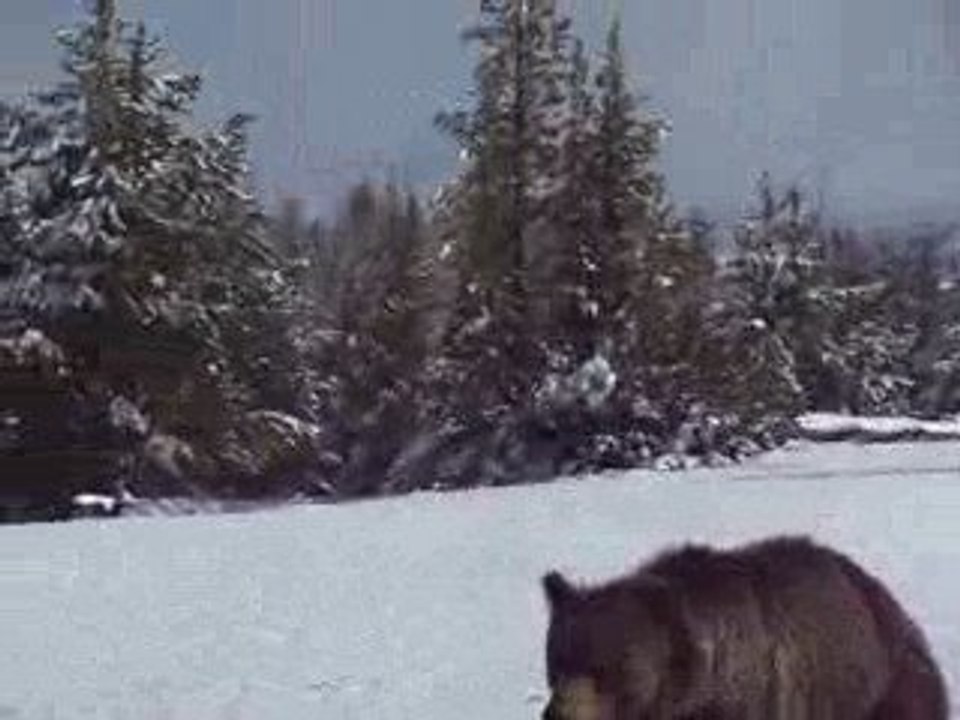 Ours Yellowstone vu par seb et cynthia