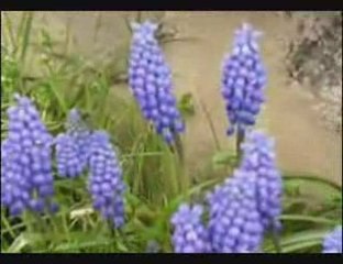 Château-La Ville    (St Haon  haute loire)