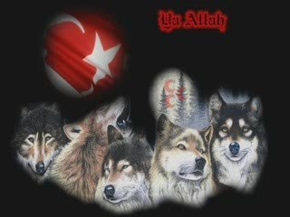 AHMET ŞAFAK YALNIZ KURT