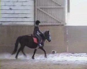 julie trot poney