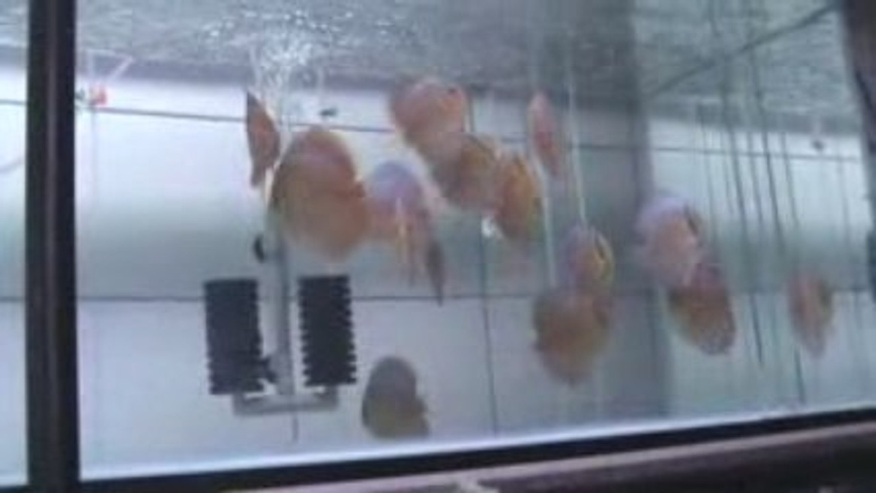 LEOPAR & LSS YAVRULARI