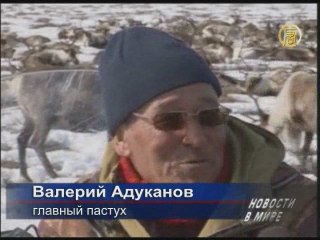 Возрождение традиции разведения северных оленей в России