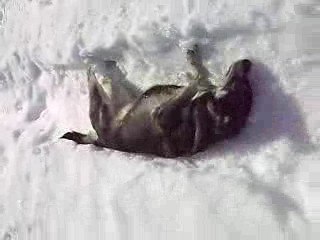 Kinda linger (springer liggande)