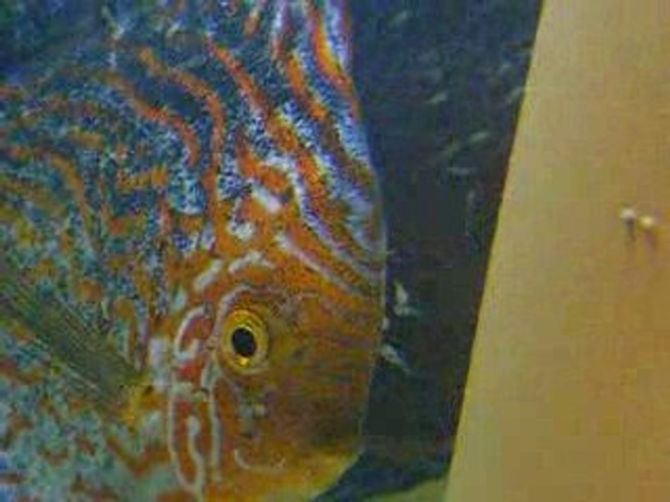 Photo 035