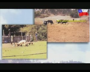 Cartagena de Chile Turismo Rural