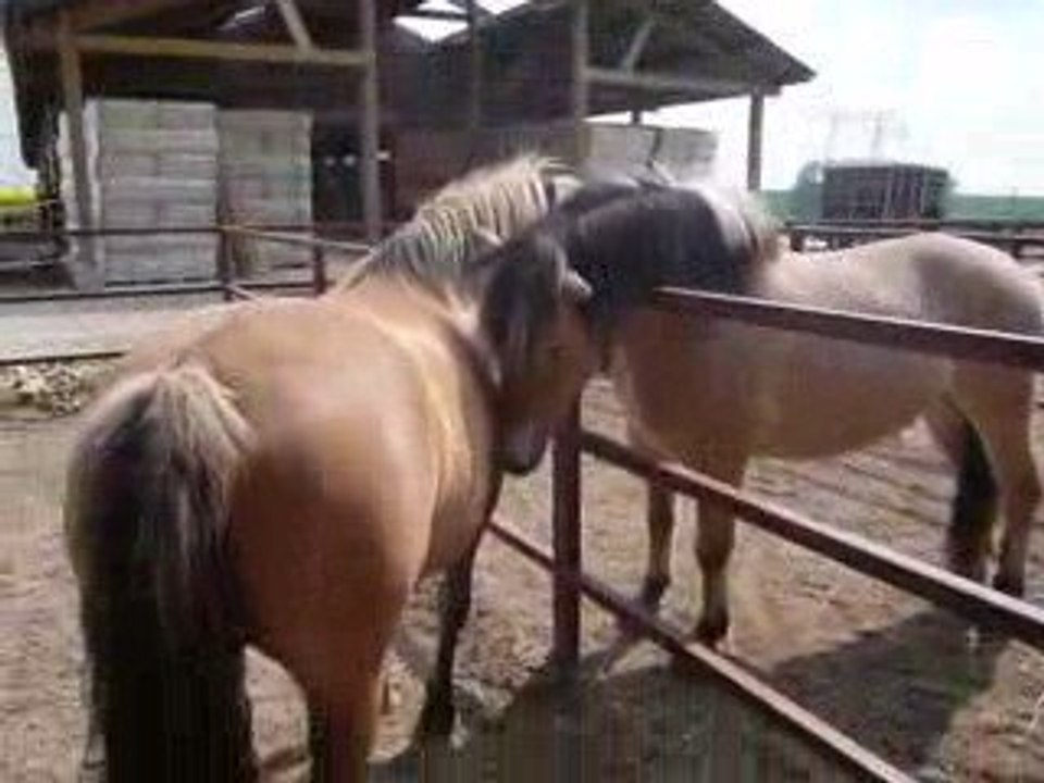 Nora et Dinar rencontre