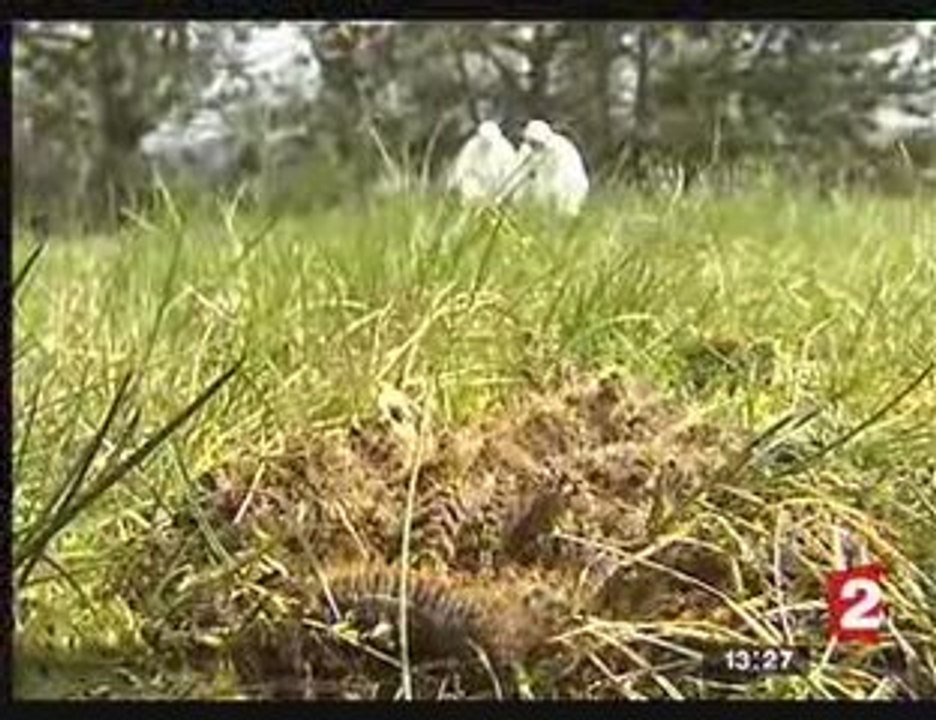 3-04-08_Processionnaire_FR2