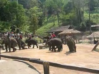 Elephants playing harmonica