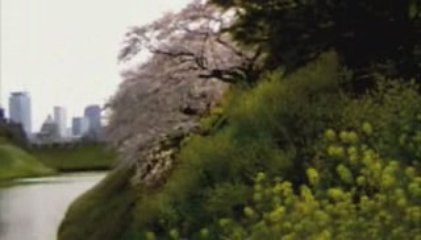 2009年 千鳥が淵の桜
