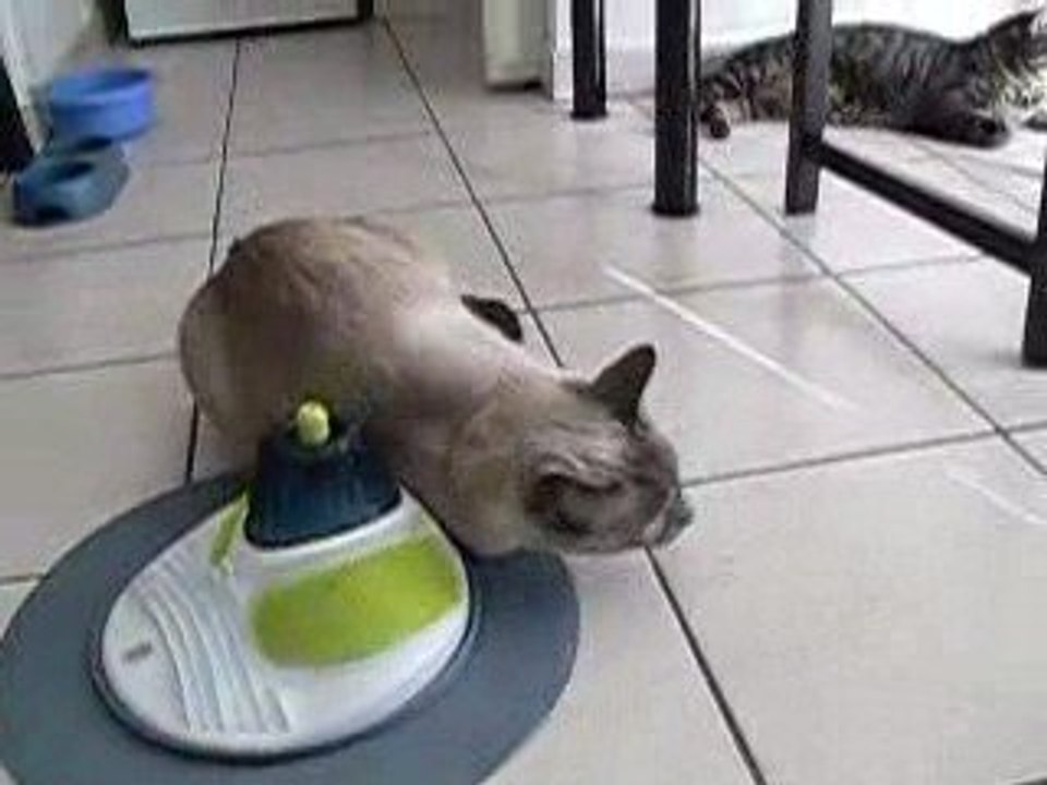 station de massage de Senses Catit® Design