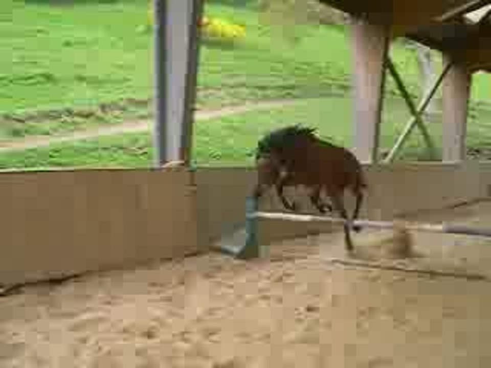saut Paita
