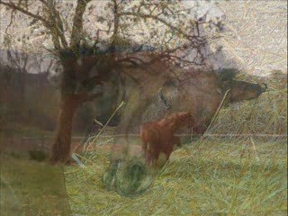 Ma vipsie, mon trésor